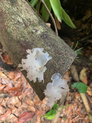 Tremella fuciformis