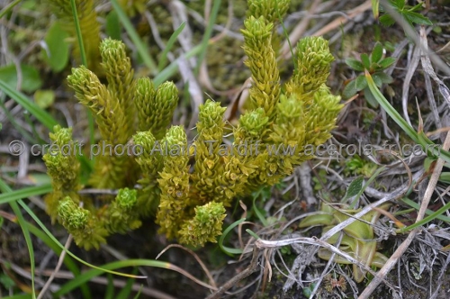 Lycopodium selago (= Huperzia selago)