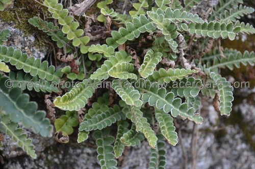 Ceterach officinalis (= Asplenium ceterach)
