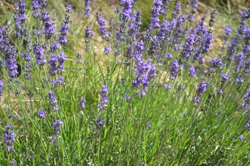 Lavandula angustifolia