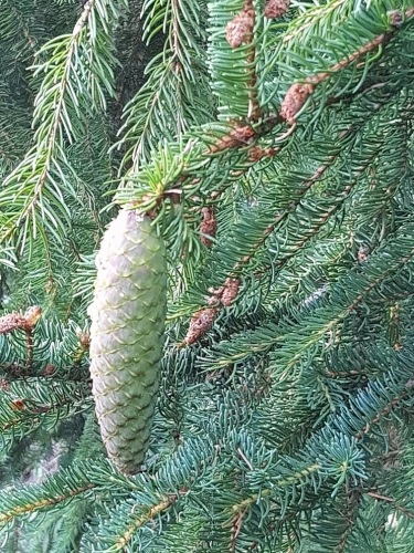 Picea excelsior (= Picea abies)