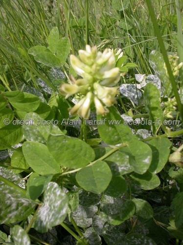 Astragalus glycyphyllos