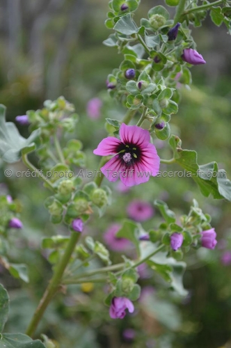 Lavatera arborea (= Malva arborea)