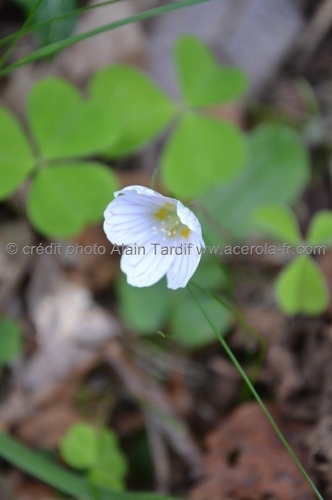 Oxalis acetosella (= Acetosella alba)