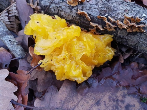Tremella mesenterica