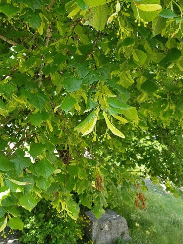 Tilia cordata (= Tilia sylvestris)