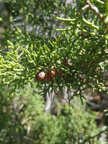 Juniperus phoenicea