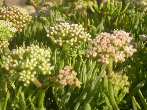 Crithmum maritimum