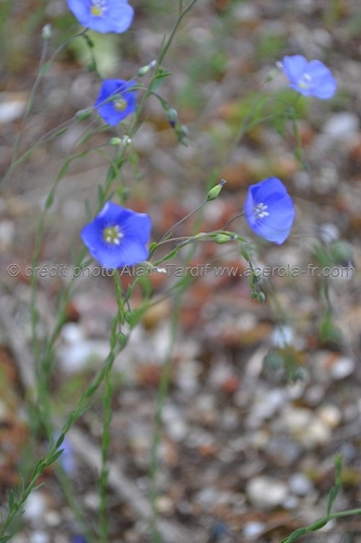 Linum usitatissimum