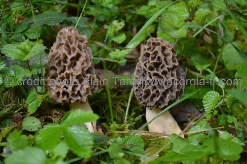 Morchella vulgaris