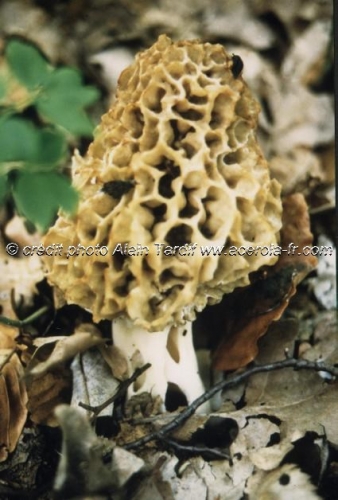 Morchella rotunda