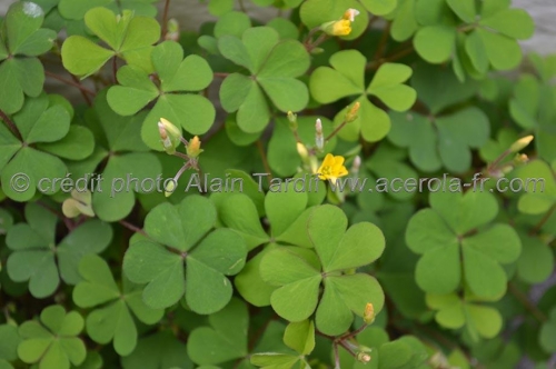 Oxalis corniculata