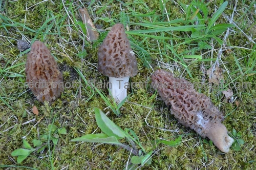 Morchella elata