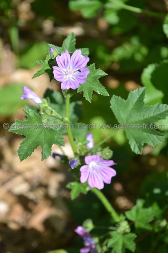 Malva sylvestris