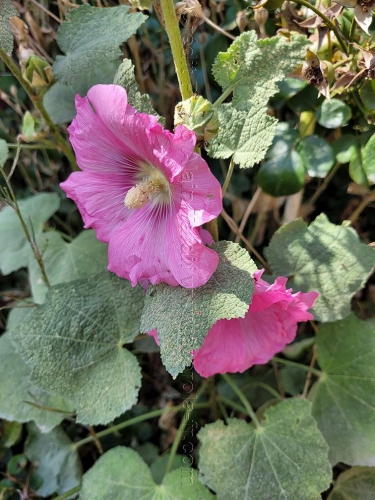 Alcea rosea ( = Althaea rosea)