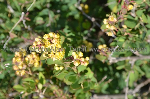 Berberis vulgaris