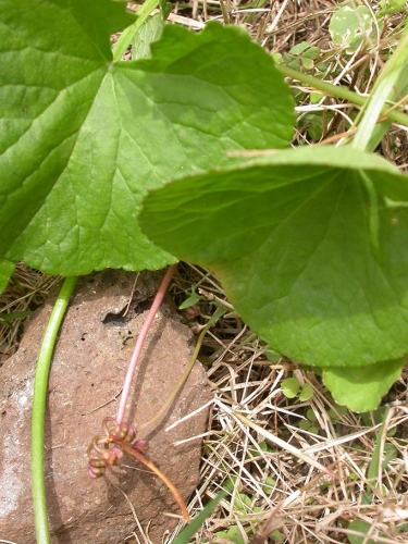 Centella asiatica