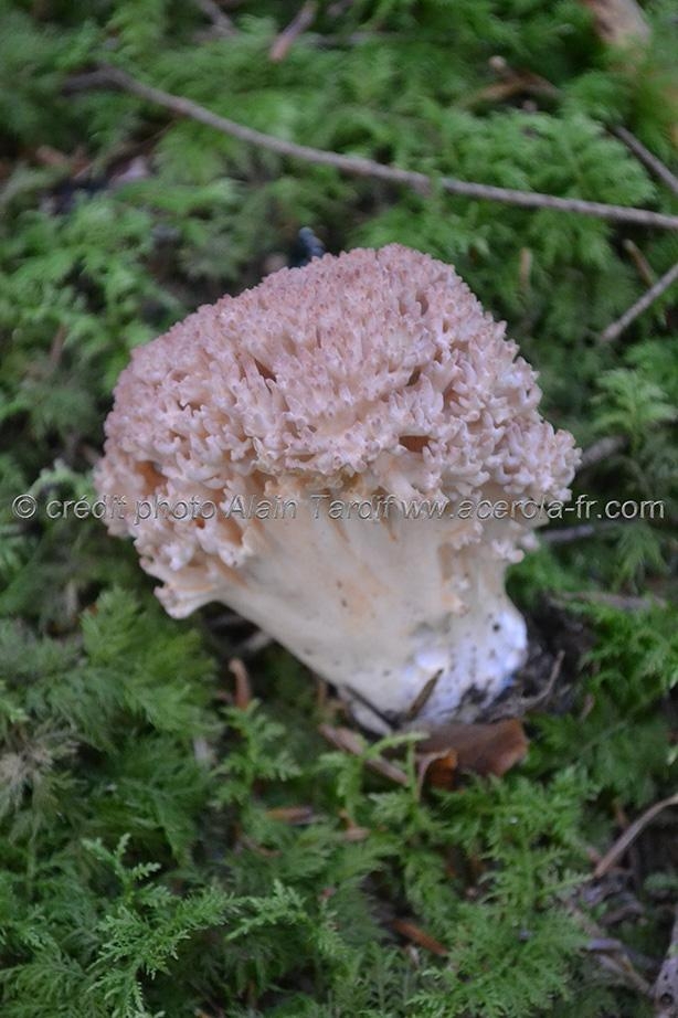 Champignons Medicinaux Ramaria Botrytis Clavaria Botrytis Academie Europeenne Des Medecines Naturelles